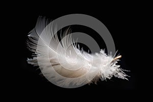 Solitary white fluffy feather with a black background