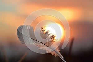 Solitary white fluffy feather with a stunning sunset background