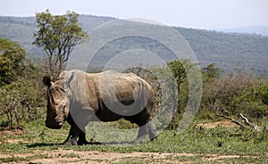 A solitary white rhino in NP, Africa