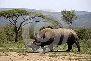 A solitary white rhino in NP, Africa