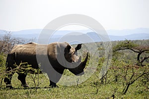 A solitary white rhino in NP, Africa