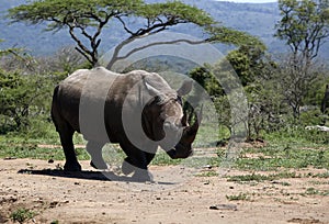 A solitary white rhino in NP, Africa