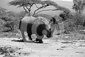 A solitary white rhino in NP, Africa