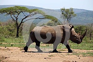 A solitary white rhino in NP, Africa