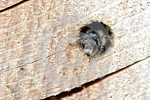 Solitary wild bee Osmia bicornis looking out of a hole in a tr photo