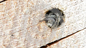 Solitary wild bee Osmia bicornis looking out of a hole in a tree trunk. insect hotel.