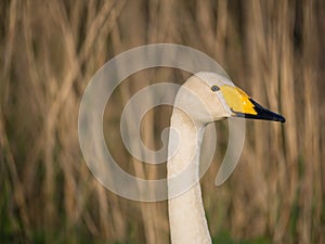 Solitary wild swan