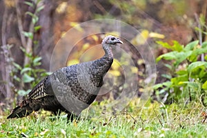 Solitary Wild Turkey in Smoky Mountains National Park