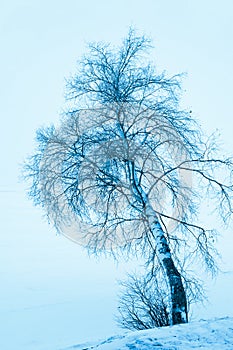 Solitary winter birch tree, blue toning