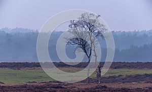 Solitary winter birch tree in misty heather landscape.