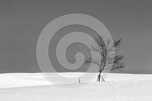 Solitary winter tree monochrome landscape