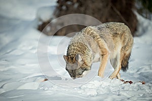 A solitary Wolf feeding in snow.