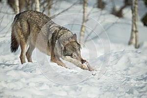 A solitary Wolf feeding in snow.