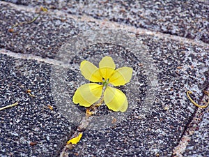 Solitary yellow photo