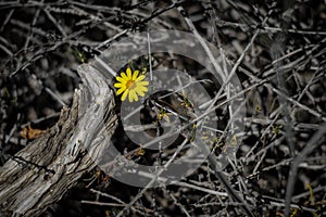 Solitary yellow flower among a tangle of branches