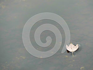 A Solitary Yellow Leaf Floating Adrift on a Shallow Pond