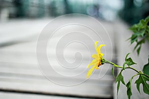 Solitary yellow sunflower