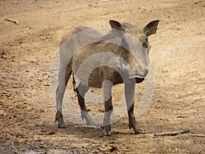 Solitary young male Warthog in game reserve on muddy dust sand road