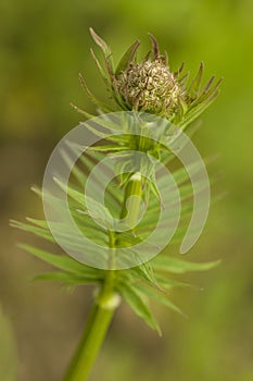 Solitary young medicinal herb Valeriana officinalis, with creamy blured background. Valerian Valeriana officinalis,