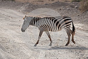 Solitary zebra gracefully traverses a dusty road, making its way through the rugged terrain