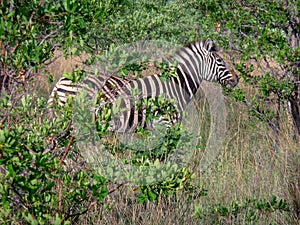 Solitary Zebra in Hiding in an Acacia Thicket in the Bushveld