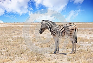 A solitary Zebra standing on the dry African savannah with a nice pale blue cloudy sky
