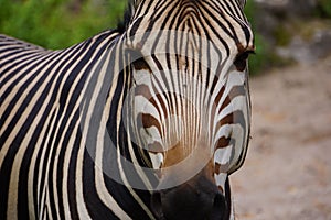Solitary zebra standing in front of a bush with lush green foliage