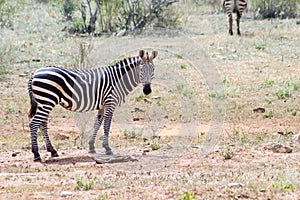 Solitary zebra in the tall grass of the savannah