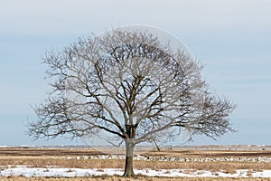 Solitude big bare tree by spring season