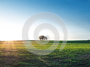 Solitude concept: Single tree standing on a meadow