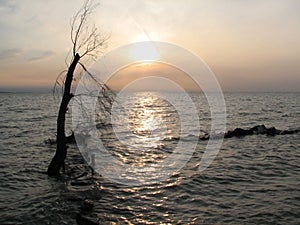 Solitude - flooded tree