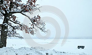 Solitude - Green Park Bench, Trees, Foggy, Snowy Lake