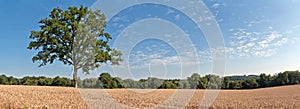 Solitude green tree in wheat field with blue cloudy sky. Panoramic shot.