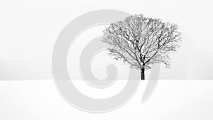 Solitude - Lone snowy tree