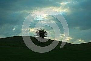 Solitude and loneliness: a tree stands alone in the Phoenix Park as the sun peeps through the clouds