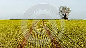 Solitario un albero sul terreno agricolo 