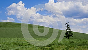 Solitude pine on green field