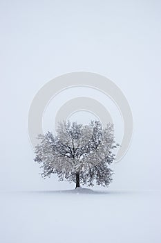 Solitude tree in snow covered landscape