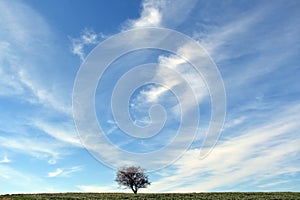 The solitude of a tree under the extended sky