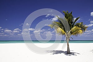 Solitude - White Sand Beach, Palm tree