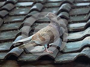 Solitude in the Winter Sky: Pigeon Perched on Rooftop