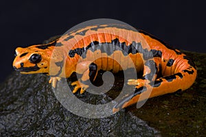 Solling fire salamander, Salamandra salamandra terrestris