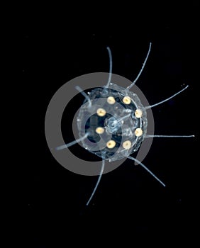 A Solmissus jellyfish at night.