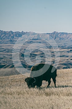 A Solo American Bison on the Plains of South Dakota\'s Badlands National Park in Spring