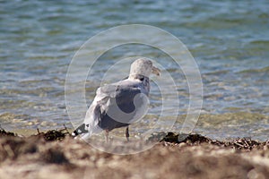 Solo bird looking over the water