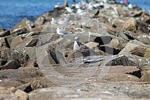 Solo bird on the pier Falmouth Beach