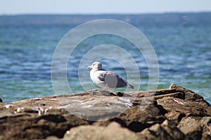 Solo bird on the pier Falmouth Beach