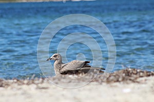 Solo bird sitting on the pier Falmouth Beach