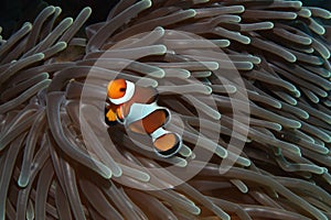 Solo clownfish in anemone