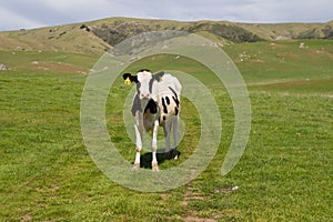 A single cow out standing in a green grassy field with mountains in the background